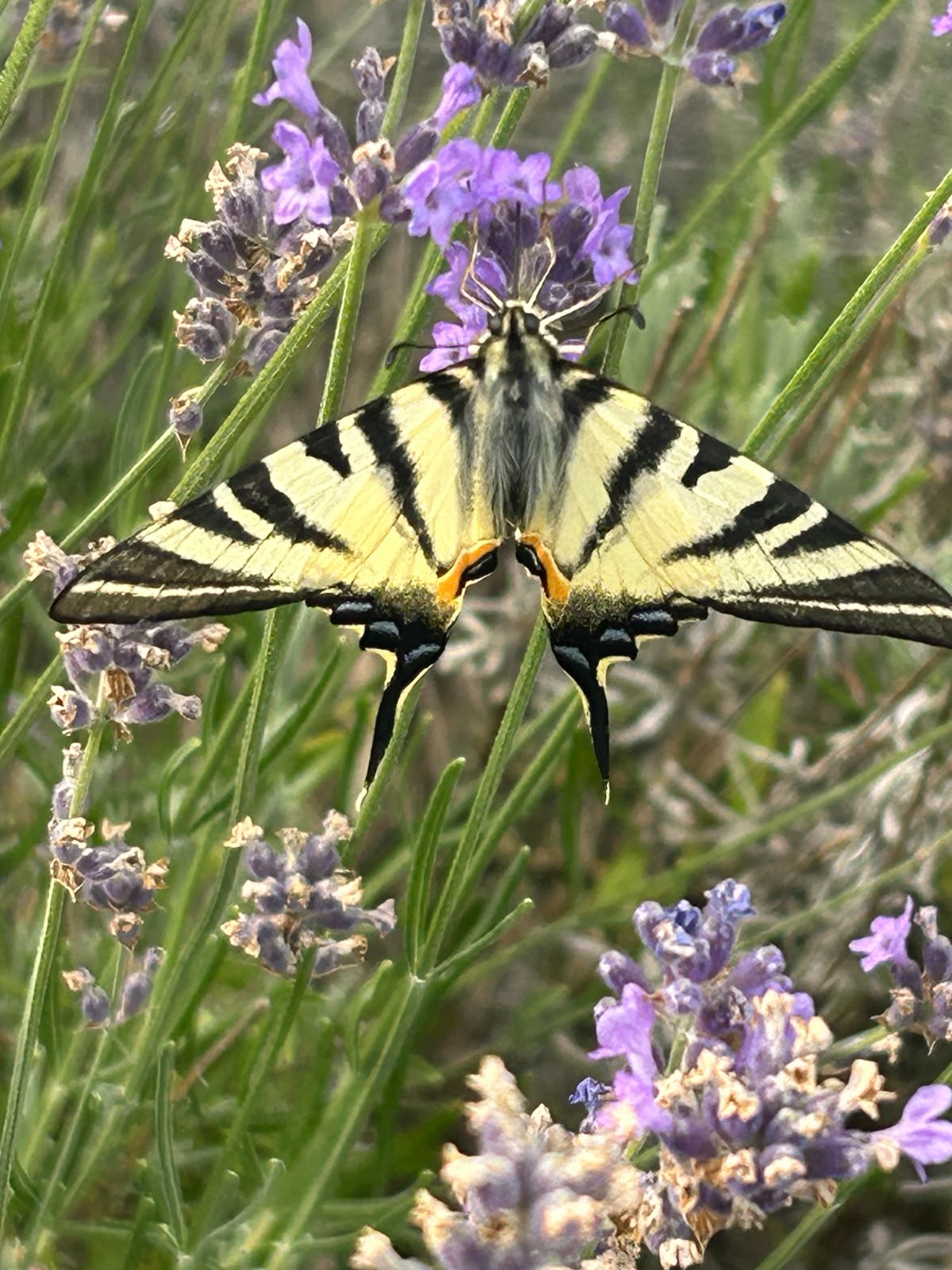 Motyl paź królowej na lawendzie