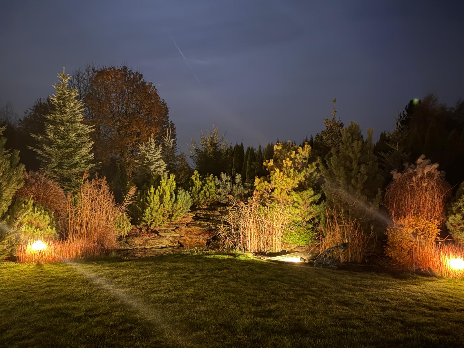 Ogród Livespace nocą, podświetlone trawy i iglaki