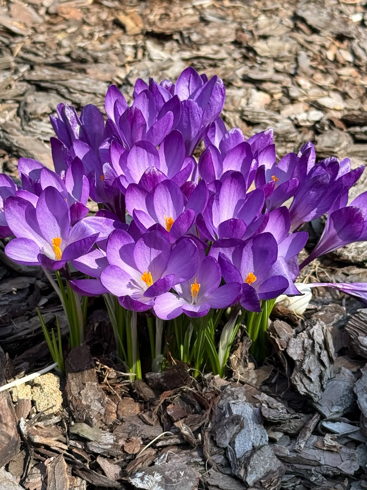 Fioletowe krokusy wśród kory