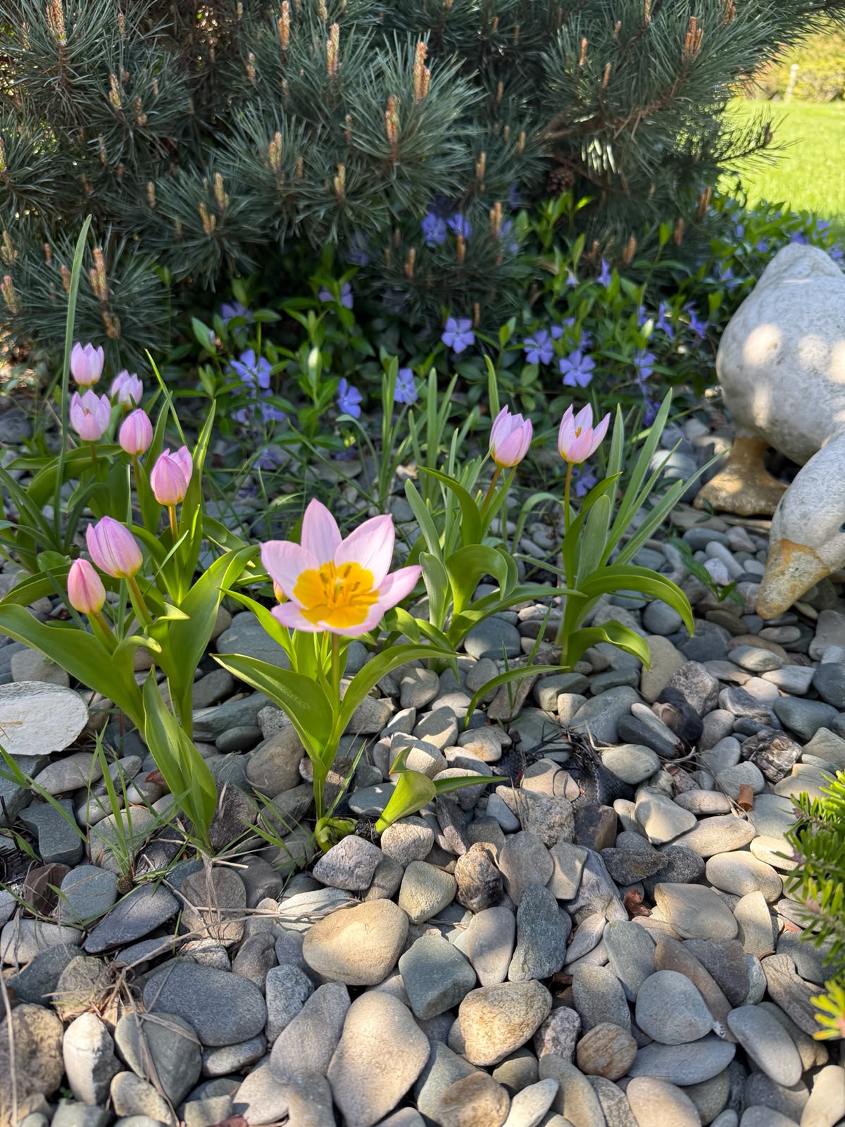 Wiosenne tulipany i barwinek w ogrodzie skalnym